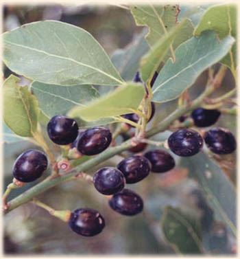 Info about Laurel oil