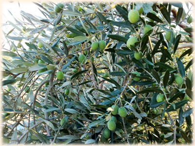 Info about olive oil